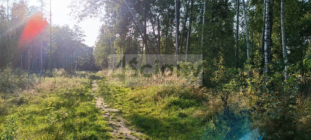 Działka Sprzedaż Czarny Las