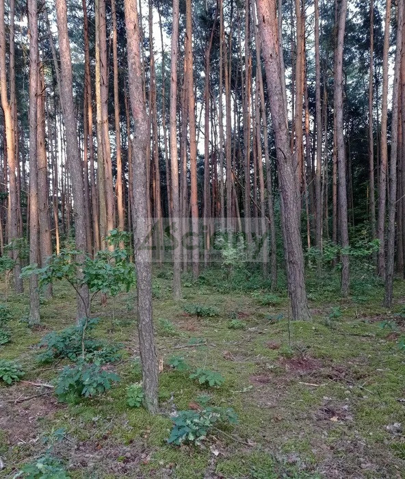 Działka Sprzedaż Mościska
