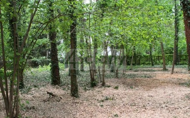 Działka Sprzedaż Podkowa Leśna