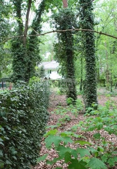 Działka Sprzedaż Podkowa Leśna