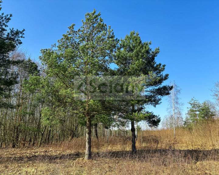 Działka Sprzedaż Ojrzanów