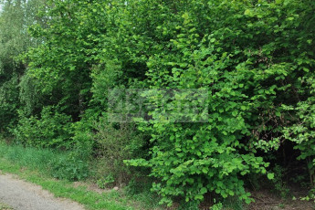 Działka Sprzedaż Krupia Wólka