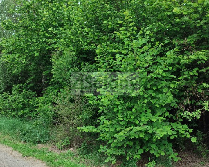 Działka Sprzedaż Krupia Wólka