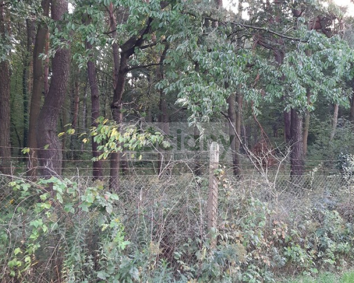 Działka Sprzedaż Magdalenka