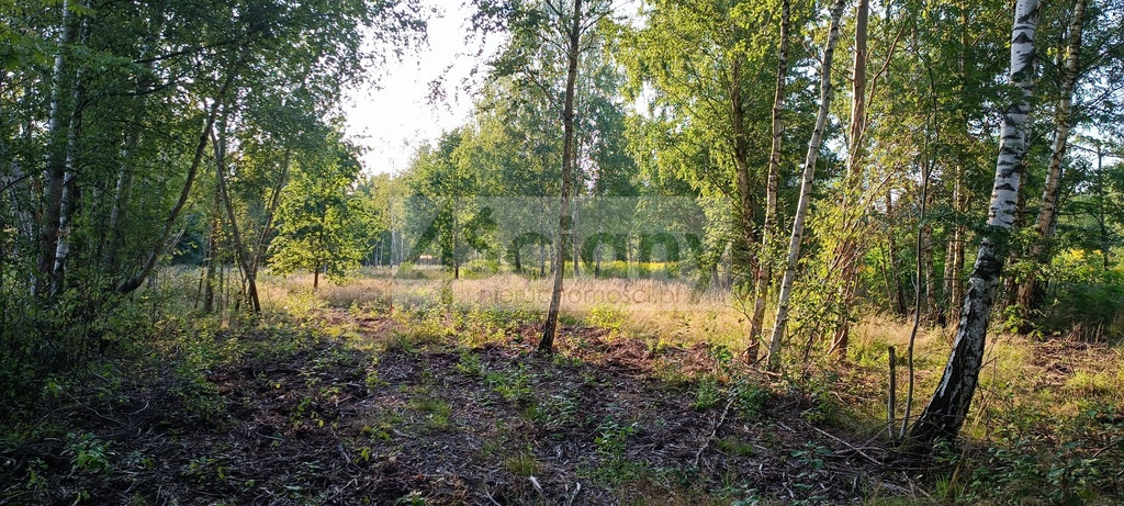 Działka Sprzedaż Czarny Las